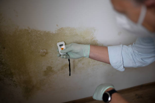 Why You Should Choose Our Mold Remediation Services in Ellwood City, PA